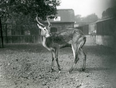 Ein Lechwe im Londoner Zoo, September 1921 von Frederick William Bond